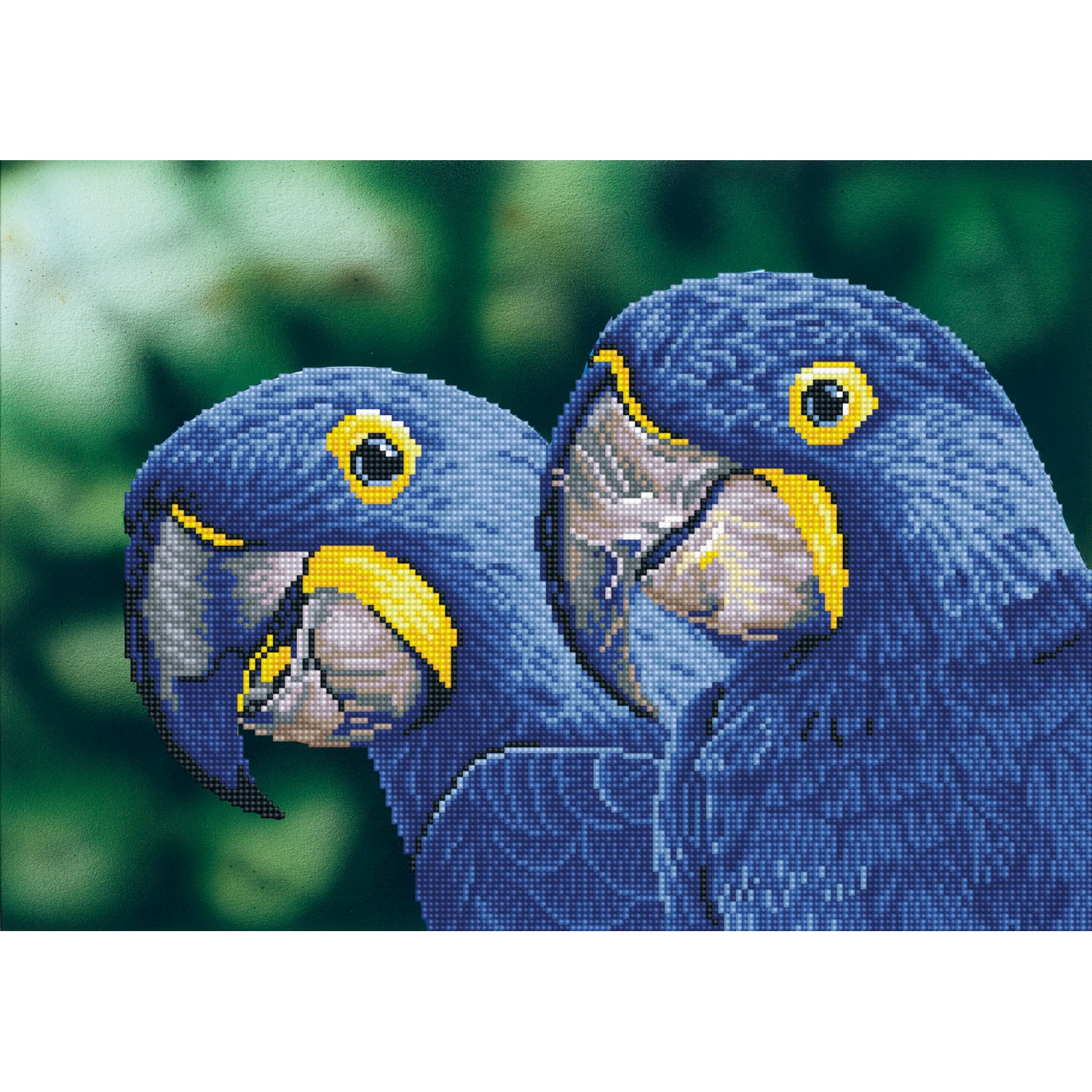 DD9.023 - Blue Hyacinth Macaws - 37X52